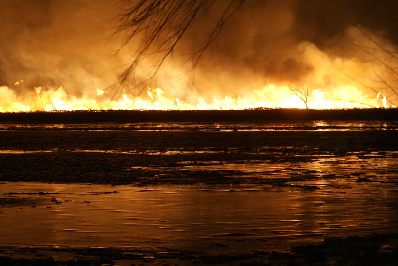 phragmites fire